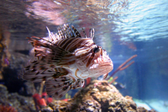 異國情調的魚