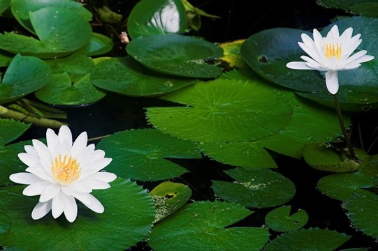 水百合