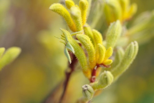 黃Kangaroo Paws