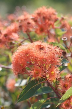 沼澤紅木