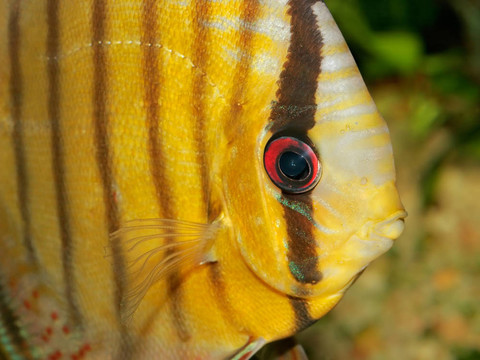 鐵餅魚(yú)