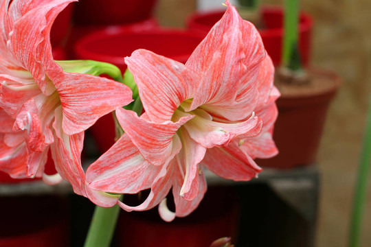 橙色郁金香花