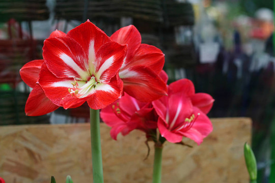 紅色的花