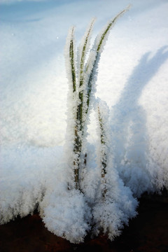 草覆蓋的hoar frost