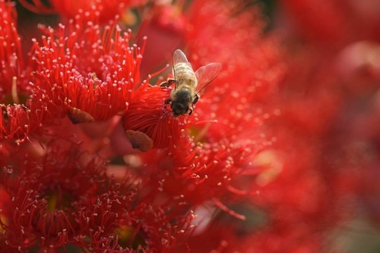 紅色的紅木與蜜蜂