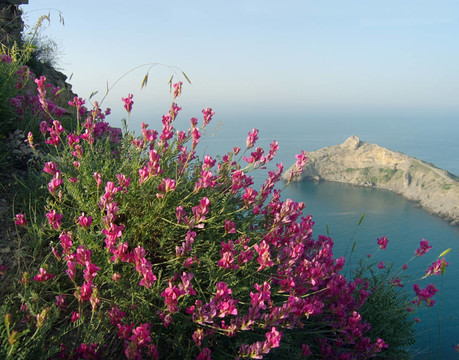 海與花（2）
