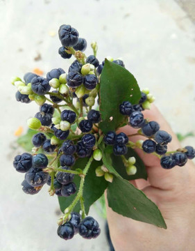 原生態(tài)水果