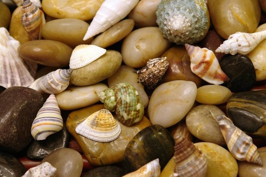 海貝殼