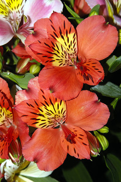 兩個(gè)紅色的蘭花
