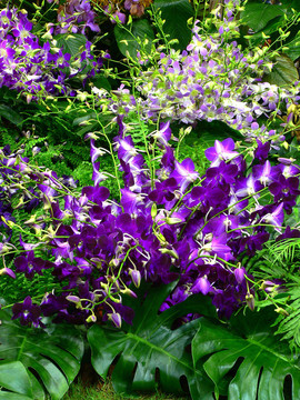 束蘭花