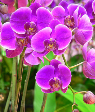 紫orchids2