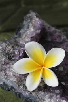 雞蛋花的紫水晶