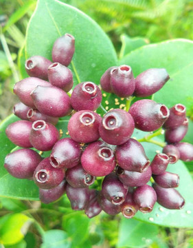 原生態(tài)水果