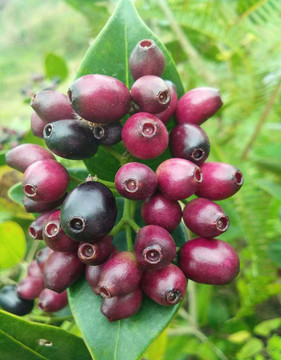 原生態(tài)水果