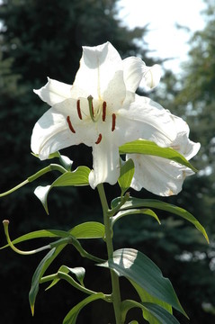 莉莉