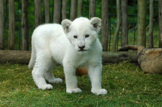 白獅幼崽