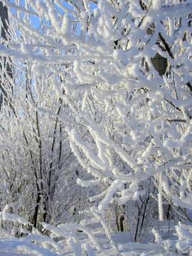 雪中的樹。
