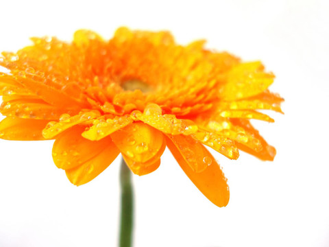 黃太陽菊