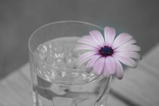 雛菊