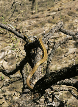 索諾拉沙漠whipsnake