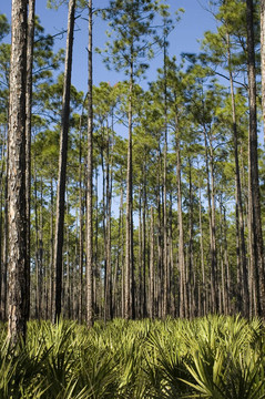 棕櫚樹和Saw Palmettos