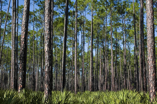 松樹(shù)和Saw Palmettos