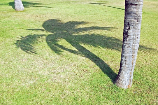 棕櫚的影子