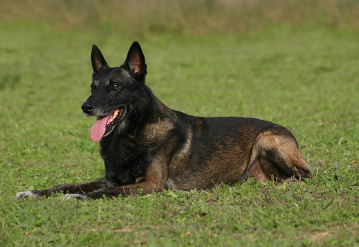 馬里努阿犬放下