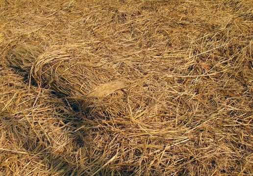 大樁Rice Straw