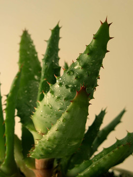 植物