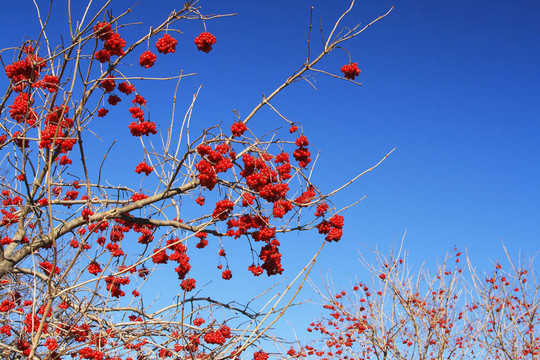 在完美的藍(lán)色天空上的紅色漿果