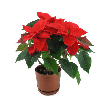 一品紅的花白色隔離