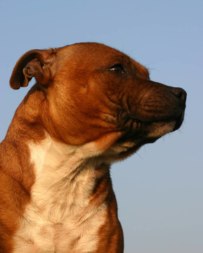 頭staffie