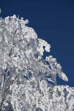 雪branches_2