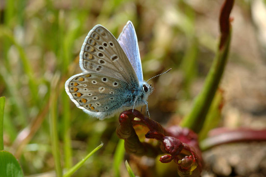 Plebeius Argus