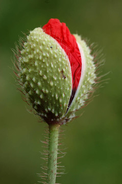 罌粟花蕾
