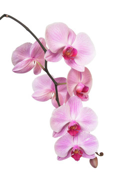 蘭花