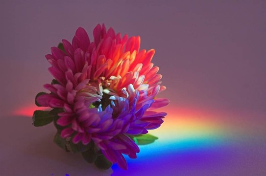 花粉紅