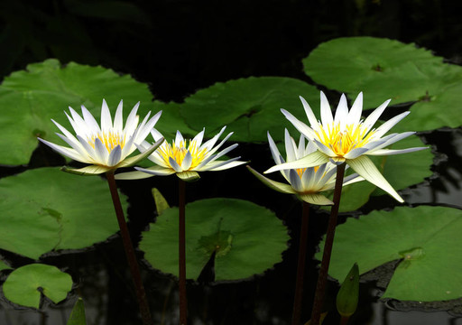 3白百合花