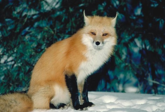 紅fox4