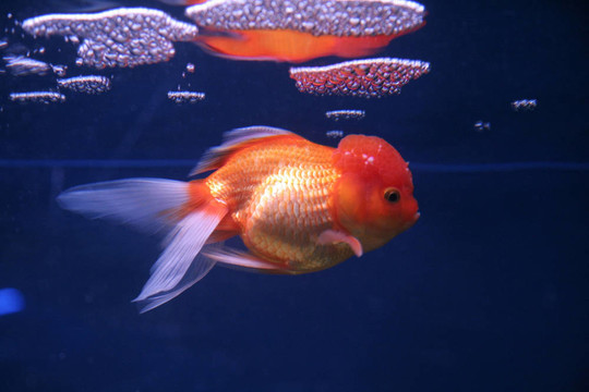 金魚