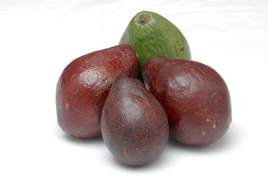 鱷梨4
