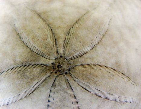 沙錢(qián)