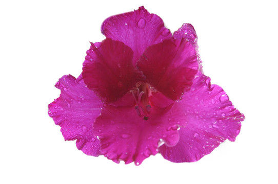 唐菖蒲
