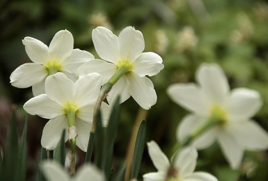 水仙花簇