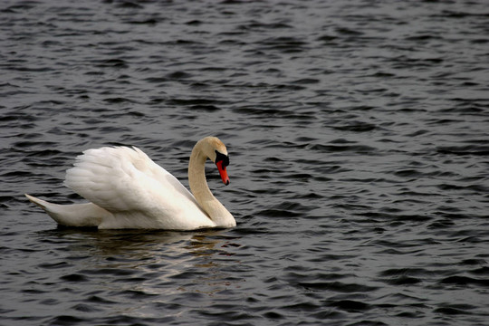 Mute Swan（Cygnus olor）