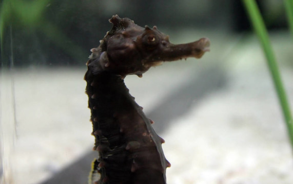 黑暗的海馬