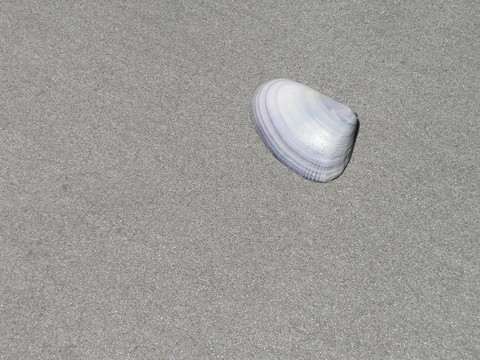沙灘上的貝殼