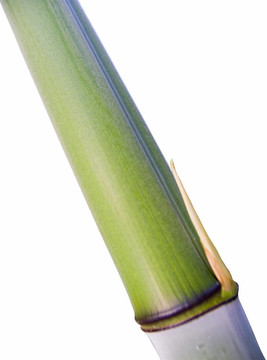 竹