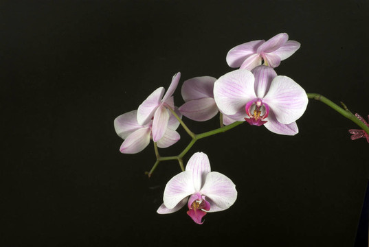蘭花